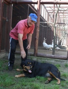 Rottweilerka pana Kazimierza.