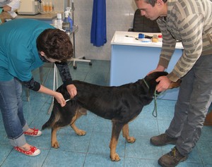 W typie rottwailera.