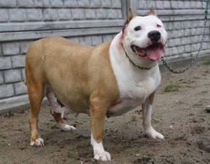  Dwie miłe amstaffki do adopcji.
