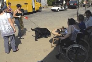 Buldog dla pani Marioli.