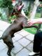 Amstaff Ramzes